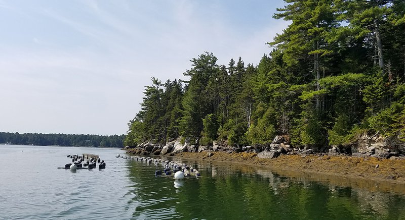  A green coastline with trees meets a body of water. 