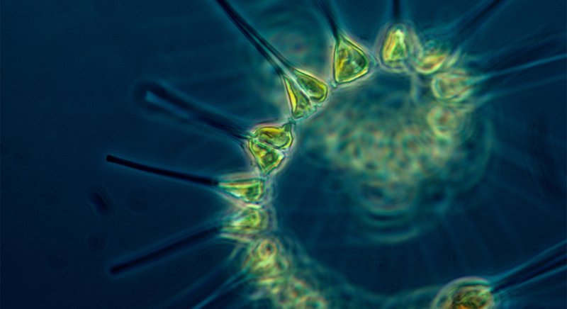 An image, taken through a microscope, of a phytoplankton species.