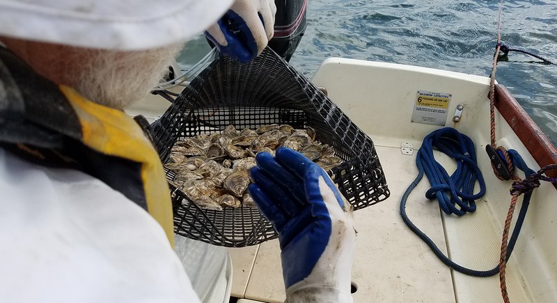  Onboard a boat, a man reaches a hand into a mesh bag filled with shellfish. 