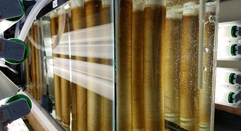 Tall glowing tubes hold a green colored liquid.