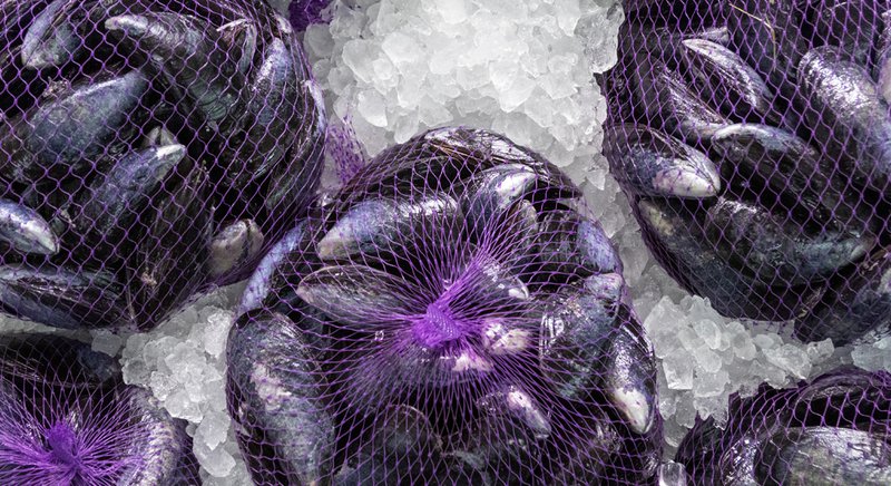  A bag of shellfish rests on a bed of ice. 